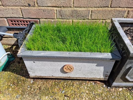 DozerGrassBox2